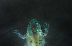 Beautifully Deformed Photography