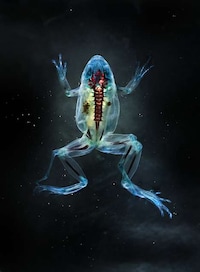 Beautifully Deformed Photography Image 2