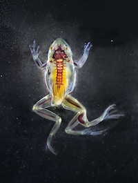 Beautifully Deformed Photography Image 3