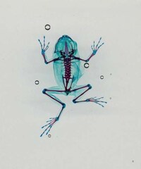 Beautifully Deformed Photography Image 4