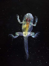 Beautifully Deformed Photography Image 5