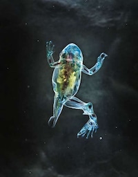 Beautifully Deformed Photography Image 6