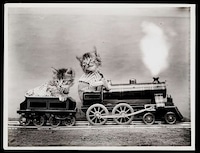 Adorable Vintage Cat Photos Image 2