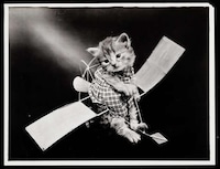 Adorable Vintage Cat Photos Image 3