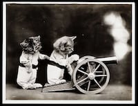 Adorable Vintage Cat Photos Image 4