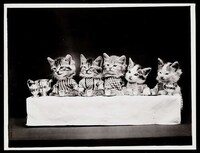 Adorable Vintage Cat Photos Image 5