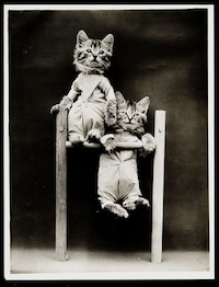 Adorable Vintage Cat Photos Image 6