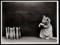 Adorable Vintage Cat Photos Image 7