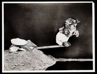 Adorable Vintage Cat Photos Image 8