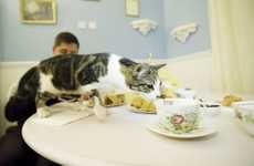 Comfortably Relaxing Cat Cafes
