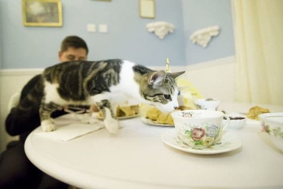 Comfortably Relaxing Cat Cafes