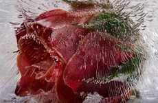 Floral Frostbite Photography