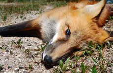 Poignant Dead Animal Photography