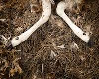 Poignant Dead Animal Photography Image 2