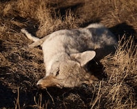 Poignant Dead Animal Photography Image 3