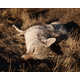 Poignant Dead Animal Photography Image 3