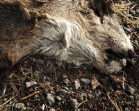 Poignant Dead Animal Photography Image 4