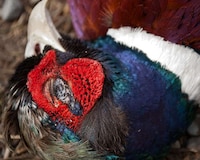 Poignant Dead Animal Photography Image 5