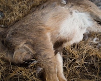 Poignant Dead Animal Photography Image 6