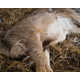 Poignant Dead Animal Photography Image 6