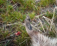 Poignant Dead Animal Photography Image 7