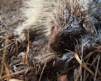 Poignant Dead Animal Photography Image 8