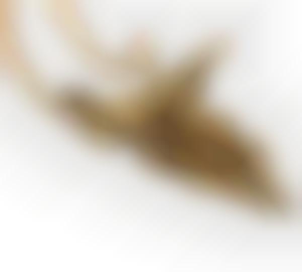 Prehistoric Food Jewelry