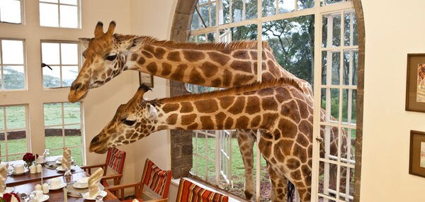 15 Animal-Themed Destinations