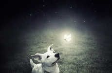 Surreal Shelter Animal Photography