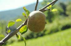 Alcoholic Apple Ciders