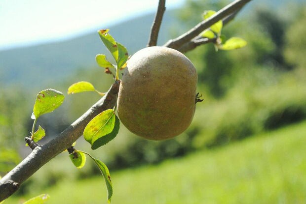 Alcoholic Apple Ciders