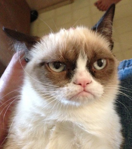 Charitable Feline Film Festivals