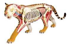 Anatomical Animal Models