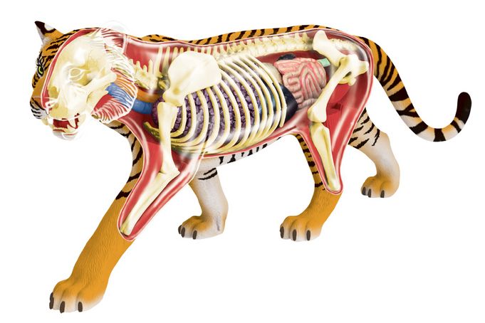 Anatomical Animal Models