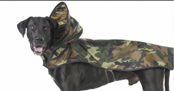 Practical Pooch Ponchos