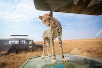 Over-Friendly Wildlife Photography Image 2