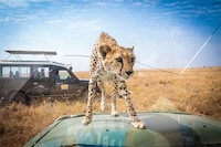 Over-Friendly Wildlife Photography Image 4