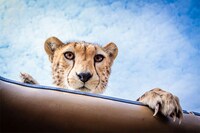 Over-Friendly Wildlife Photography Image 6