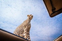 Over-Friendly Wildlife Photography Image 7