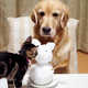 Adorable Pet Pictures Image 4