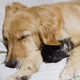 Adorable Pet Pictures Image 6