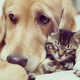 Adorable Pet Pictures Image 7