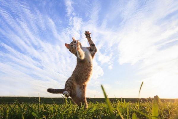 Frolicking Outdoor Feline Photography