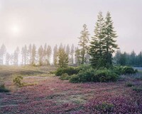 Whimsical Wildfire Photography Image 7