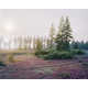 Whimsical Wildfire Photography Image 7