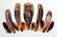 Image-Imprinted Bird Feathers Image 3