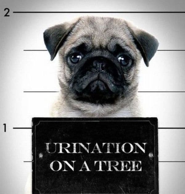 25 Examples of Cute Canine Photography