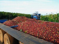 Sustainable Tropical Coffee Houses Image 6