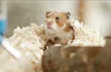 Humorous Hamster Commericals