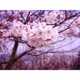 Spring Cherry Blossom Photography Image 2
